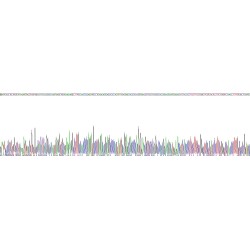 Human Prostaglandin E Synthase, Microsomal (PTGES) Protein