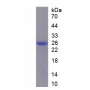 SDS-PAGE analysis of recombinant Human Protease, Serine 1 Protein.
