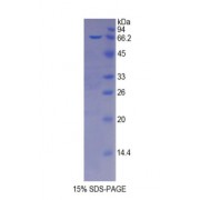 SDS-PAGE analysis of Mouse Protease, Serine 8 Protein.