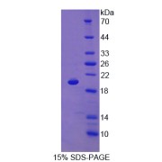 abx068729