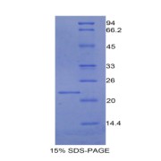 abx068736