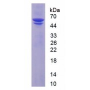 SDS-PAGE analysis of Human PDI Protein.