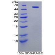 SDS-PAGE analysis of Rat PDI Protein.