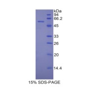 SDS-PAGE analysis of recombinant Mouse Protein Disulfide Isomerase (PDI) Protein.