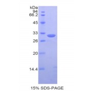 SDS-PAGE analysis of Human PDIA3 Protein.