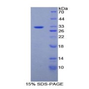 abx068770