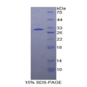 abx068775