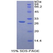 abx068776