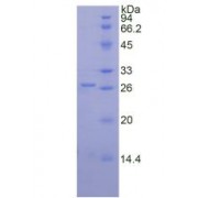 SDS-PAGE analysis of recombinant Mouse Proteinase 3 Protein.