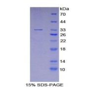 abx068792