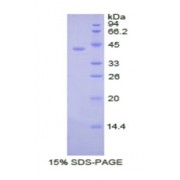 SDS-PAGE analysis of Human PDHa Protein.