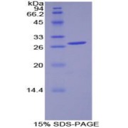 SDS-PAGE analysis of Human PDK1 Protein.
