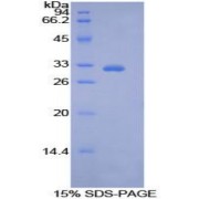 SDS-PAGE analysis of Human PDK4 Protein.