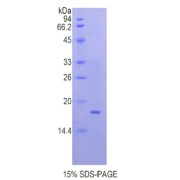 SDS-PAGE analysis of recombinant Human QSOX1 Protein.