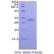 abx068824
