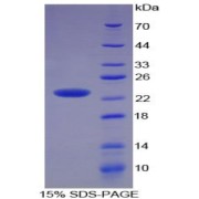 abx068827