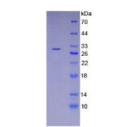 SDS-PAGE analysis of Mouse RIPK3 Protein.