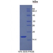 SDS-PAGE analysis of Human REG3a Protein.