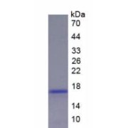 SDS-PAGE analysis of Rat Renin Protein.