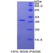 abx068879