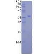 SDS-PAGE analysis of Mouse RBP3 Protein.