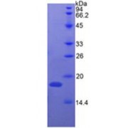 SDS-PAGE analysis of Cow Ribonuclease A Protein.