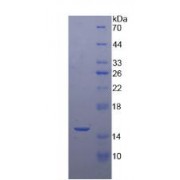 SDS-PAGE analysis of Human RNASEN Protein.