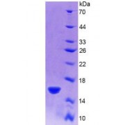 SDS-PAGE analysis of recombinant Rat R-Spondin 1 Protein.