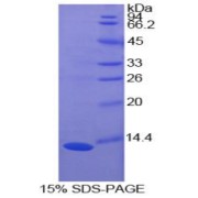 SDS-PAGE analysis of Cow S100A10 Protein.