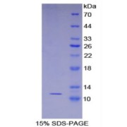 SDS-PAGE analysis of Mouse S100A8 Protein.