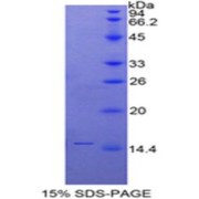 SDS-PAGE analysis of Human SLURP1 Protein.