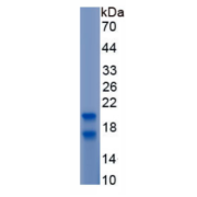 SDS-PAGE analysis of recombinant Mouse SLPI Protein.