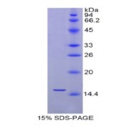 SDS-PAGE analysis of Human Selenoprotein X1 Protein.