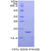 SDS-PAGE analysis of Mouse Semaphorin 3A Protein.