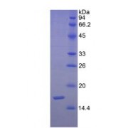 SDS-PAGE analysis of Human Semaphorin 3F Protein.