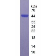 abx069071