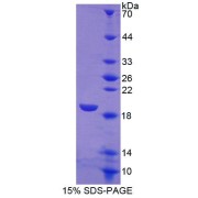 abx069073