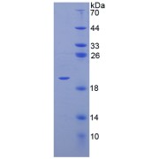 abx069074