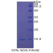 SDS-PAGE analysis of Cow STAT3 Protein.