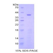 SDS-PAGE analysis of Mouse STAP1 Protein.