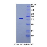 abx069095