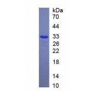 SDS-PAGE analysis of recombinant Human SIRT6 Protein.