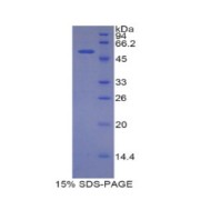 SDS-PAGE analysis of recombinant Mouse Amino Acid Transporter Heavy Chain SLC3A2 SLC3A2 Protein.