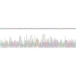 Human Solute Carrier Family 30 Member 8 (SLC30A8) Protein