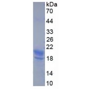 SDS-PAGE analysis of recombinant Human Somatostatin Protein.