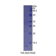 SDS-PAGE analysis of recombinant Mouse Somatostatin Protein.