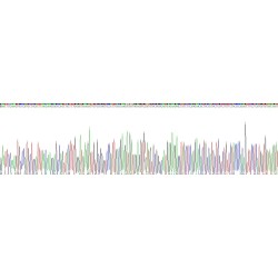 Human Sphingosine 1 Phosphate Lyase 1 (SGPL1) Protein
