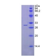 SDS-PAGE analysis of recombinant Human SGPL1 Protein.
