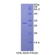 SDS-PAGE analysis of Human Stanniocalcin 2 Protein.