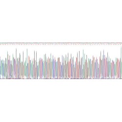 Mouse Kit Ligand (KITLG) Protein